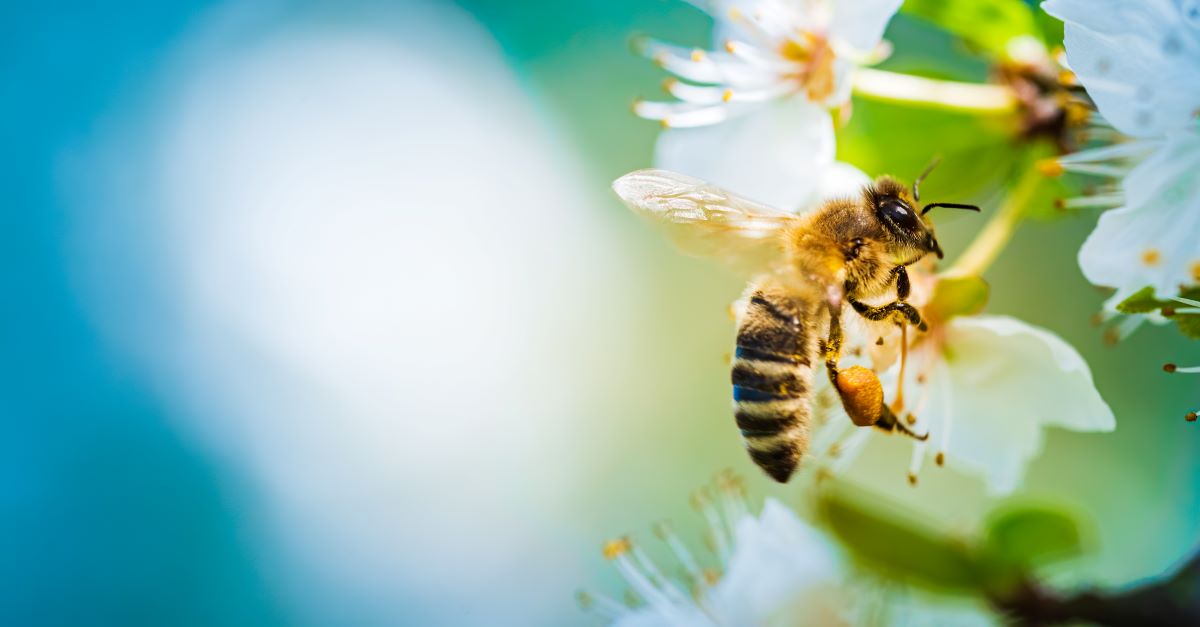 Bienen schützen im Garten | Main-Tauber-Kreis