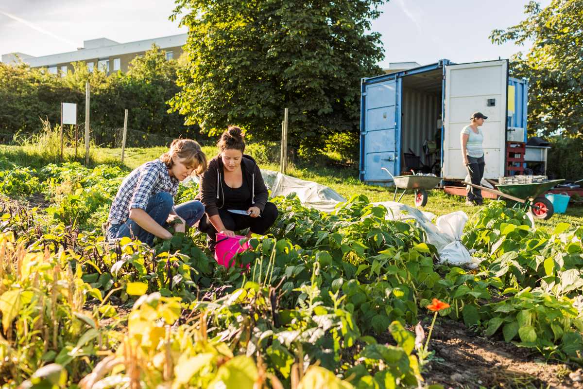 Gemeinschaftsgarten anlegen im Main-Tauber-Kreis — So geling