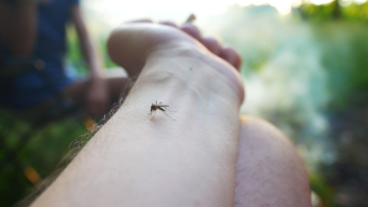 Insektenstiche im Main-Tauber-Kreis: Erste Hilfe und effekti