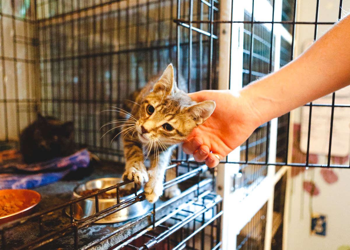 Katze mikrochippen im Main-Tauber-Kreis — Das sollten Sie wissen
