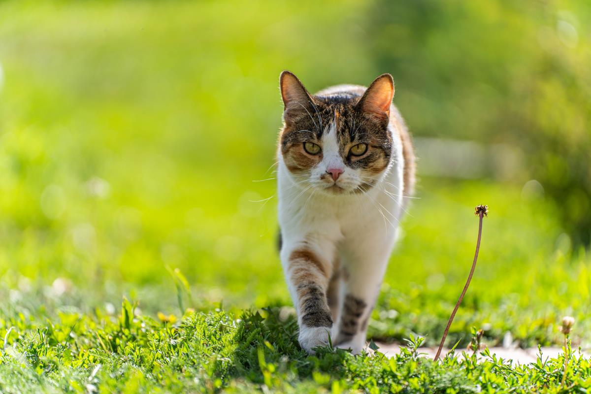 Freilaufende Katzen im Main-Tauber-Kreis – Rechte und Pflich