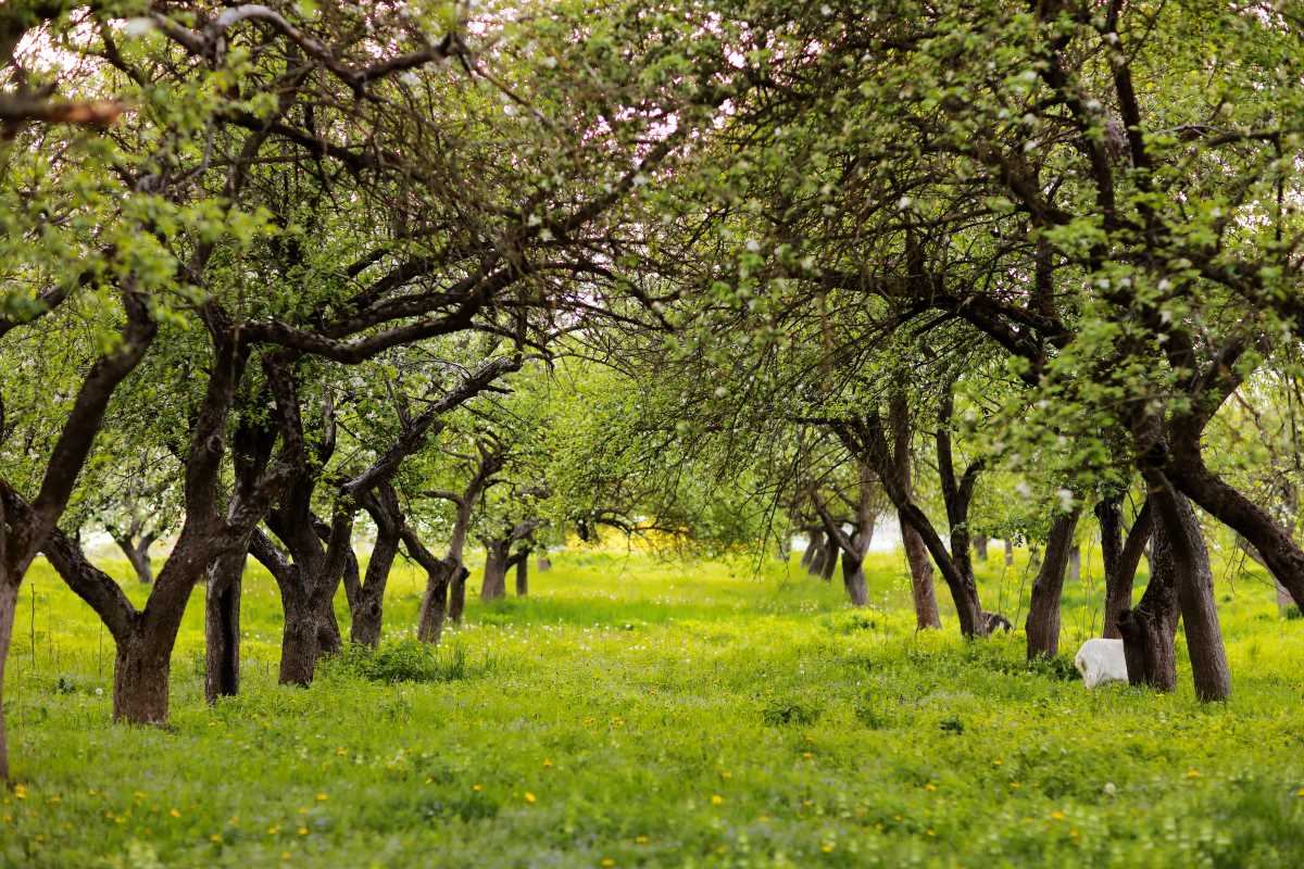 Streuobstwiese kaufen im Main-Tauber-Kreis — lohnt sich das 