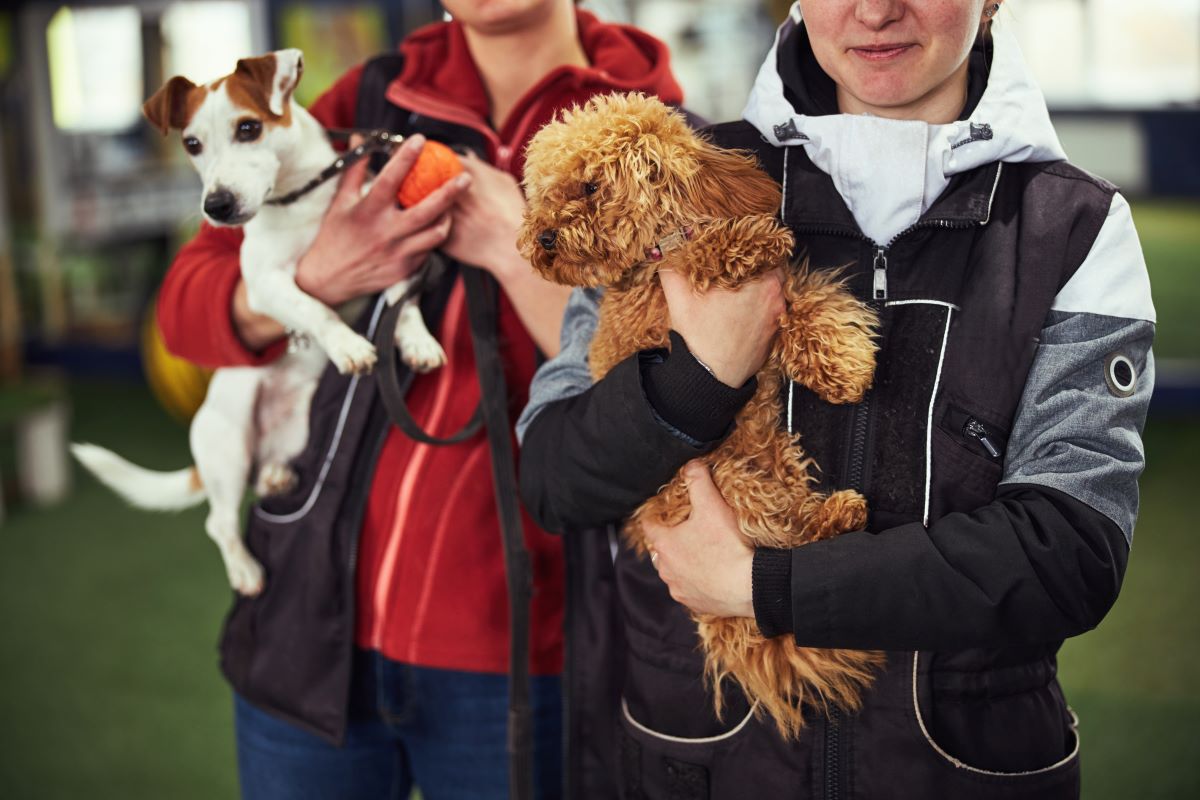 Tier aus dem Tierheim adoptieren – Main-Tauber-Kreis